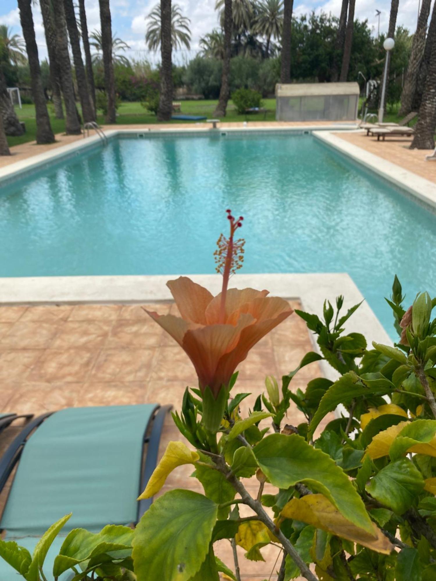 Bed and Breakfast Pink Lemon House Elche Exterior foto