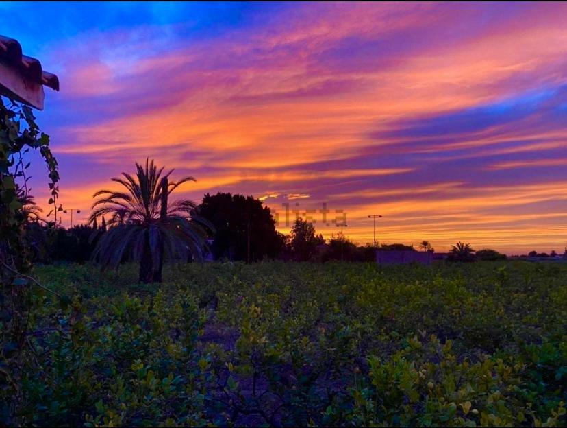 Bed and Breakfast Pink Lemon House Elche Exterior foto