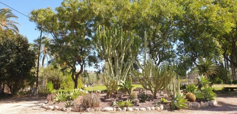 Bed and Breakfast Pink Lemon House Elche Exterior foto